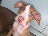 Chiot de type American Bully à vendre