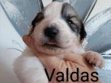 Valdas