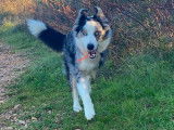 Shoko, mâle Border Collie à adopter