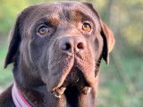 Labrador chocolat LOF confirmé pour saillie