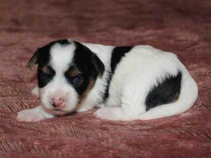 Alya des Perles de Lahn - Femelle Biewer gabarit standard