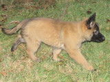 Chiots Bergers Belges Tervuerens LOF à vendre