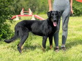 Femelle Beauceron LOF à vendre