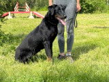Femelle Beauceron LOF à vendre