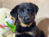 Superbes chiots Beauceron LOF à réserver