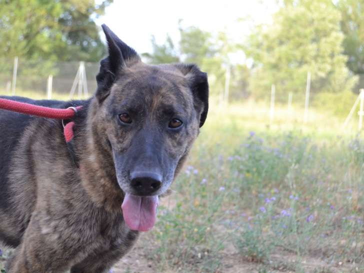 Hansel, chien merveilleux à adopter