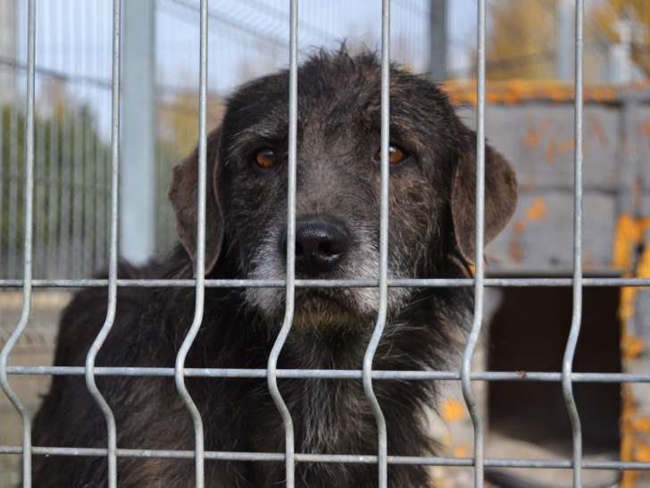 Ailo, chien obéissant et très affectueux à adopter