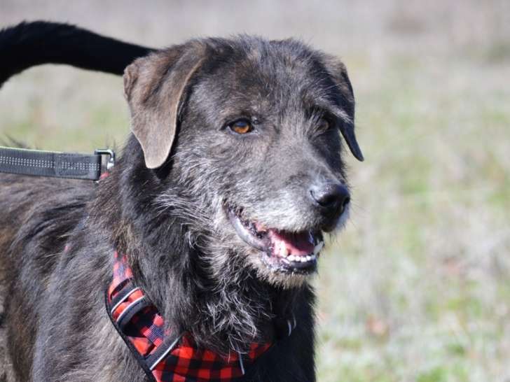 Ailo, chien obéissant et très affectueux à adopter