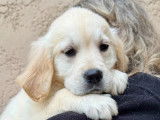 Chiot femelle Golden Retriever non LOF &agrave; vendre