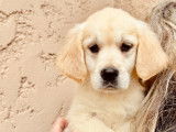 Chiot femelle Golden Retriever non LOF &agrave; vendre