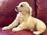 Chiot femelle Golden Retriever non LOF &agrave; vendre