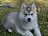 Chiots Husky de Sibérie LOF à vendre