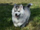 Chiots Husky de Sibérie LOF à vendre