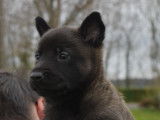 Chiots d'apparence Berger Belge Malinois NON LOF à vendre
