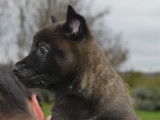 Chiots d'apparence Berger Belge Malinois NON LOF à vendre