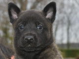 Chiots d'apparence Berger Belge Malinois NON LOF à vendre