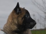 Chiots d'apparence Berger Belge Malinois NON LOF à vendre
