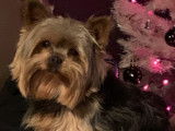 Mâle Yorkshire Terrier LOF disponible pour saillie