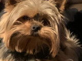 Mâle Yorkshire Terrier LOF disponible pour saillie