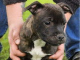 Un chiot m&acirc;le Staffordshire Bull Terrier LOF &agrave; vendre