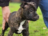 Un chiot m&acirc;le Staffordshire Bull Terrier LOF &agrave; vendre
