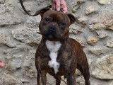 Un chiot m&acirc;le Staffordshire Bull Terrier LOF &agrave; vendre