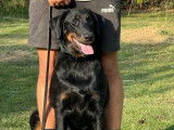 À vendre : une chienne Berger de Beauce LOF