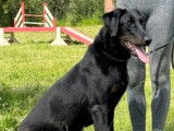 À vendre, une chienne Beauceronne LOF