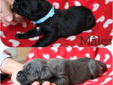 10 chiots Cane Corso LOF à réserver