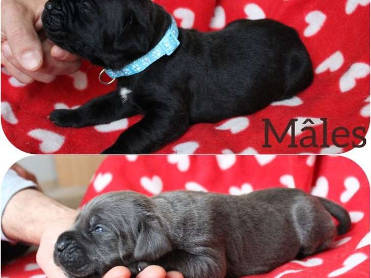 10 chiots Cane Corso LOF à réserver