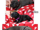 10 chiots Cane Corso LOF à réserver