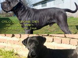 10 chiots Cane Corso LOF à réserver