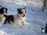 Chiots Laika de Yakoutie LOF disponible