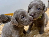 4 chiots Braques de Weimar LOF à réserver