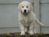 Un chiot femelle Golden Retriever LOF sable à acheter