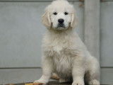 Des chiots Golden Retrievers LOF disponibles à la vente