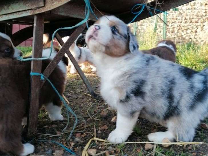6 chiots Bergers Australiens LOF à réserver