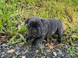 À vendre 3 chiots Bouledogues Français LOF