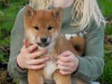 À vendre 3 chiots Shiba Inu LOF disponibles à la vente