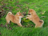 À vendre 3 chiots Shiba Inu LOF disponibles à la vente
