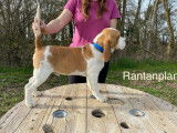 Un chien Beagle de 4 ans à vendre