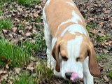 Un chien Beagle de 4 ans à vendre