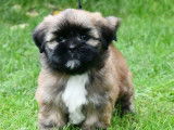 À acheter des chiots Lhassa Apso LOF