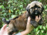 À acheter des chiots Lhassa Apso LOF