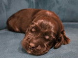 3 chiots mâles Cockers Anglais noirs à réserver