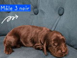 3 chiots mâles Cockers Anglais noirs à réserver
