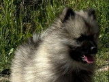 Mise en vente de 2 chiots Spitz-Loup LOF