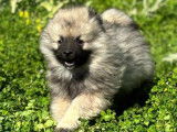 Mise en vente de 2 chiots Spitz-Loup LOF