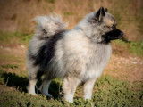 Mise en vente de 2 chiots Spitz-Loup LOF