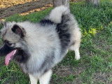 Mise en vente de 2 chiots Spitz-Loup LOF